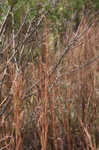 Little bluestem